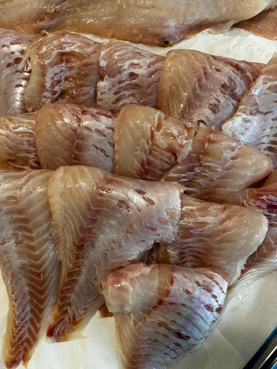Filet de daurade sébaste