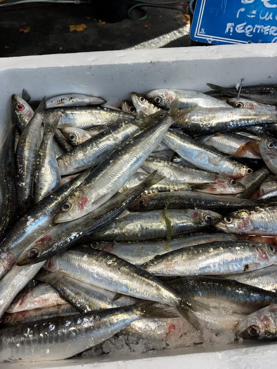 Sardines
