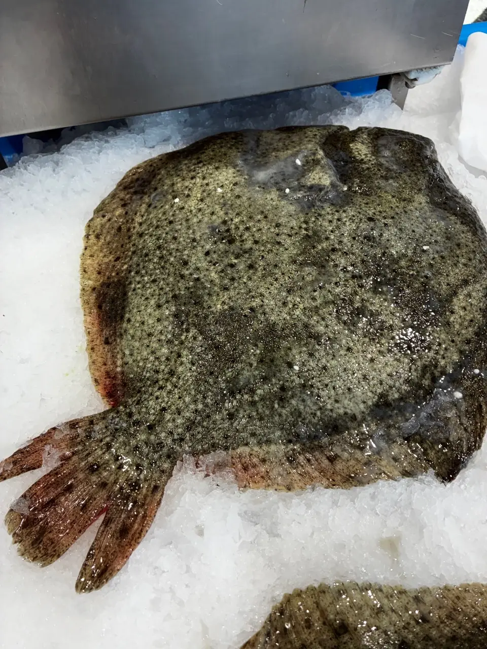 Turbot